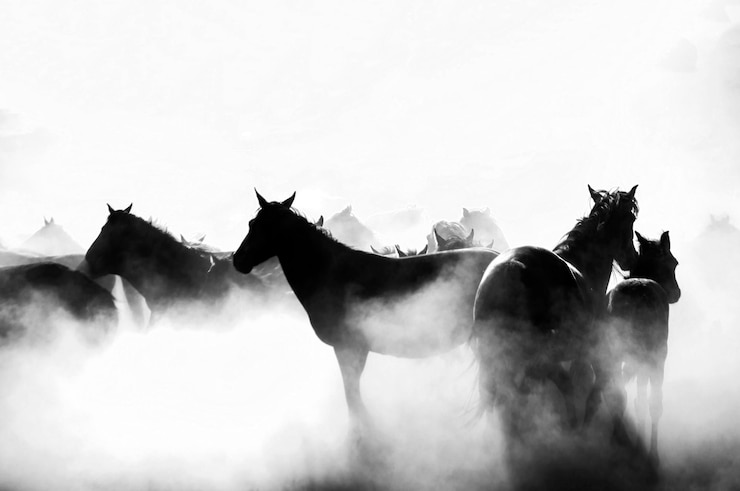 Photo silhouette horses standing on field against clear sky