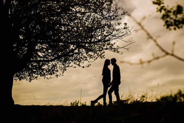 Silhouette of a kissing couple standing under the big tree over the evening sky background