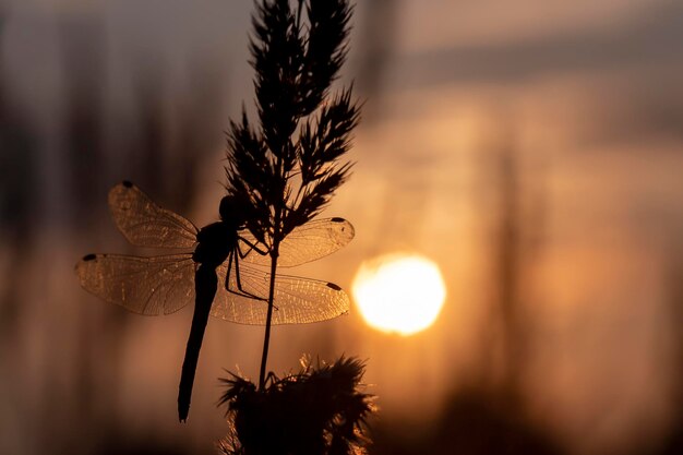 Silhouette of a large dragonfly sitting on a plant