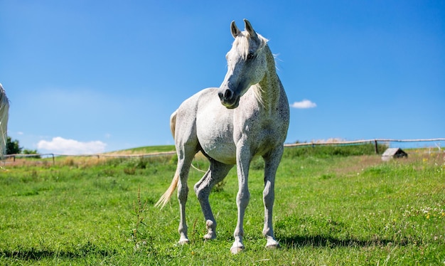 Silhouette of a large white horse against a blue sky and green grass