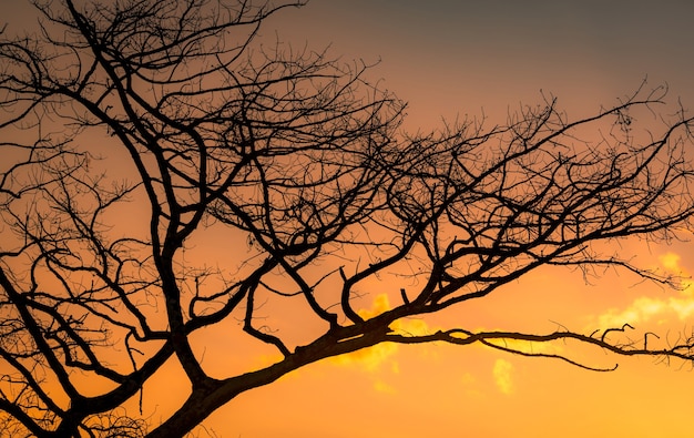 Silhouette albero senza foglie e cielo al tramonto. albero morto sul cielo al tramonto dorato. scena pacifica e tranquilla. bellissimo modello di rami. la bellezza della natura. siccità in estate. cielo serale.