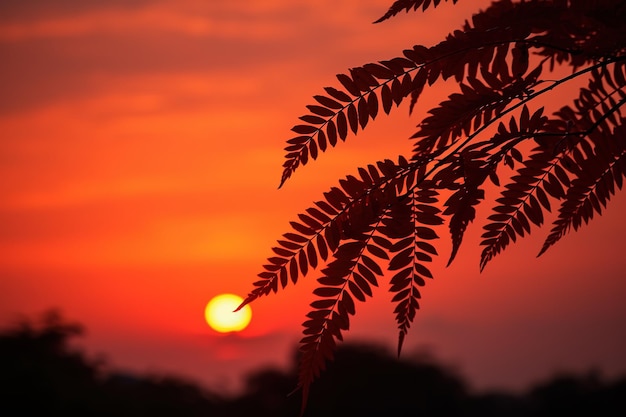 The silhouette of leaves against the background of a bloodred sunset sky