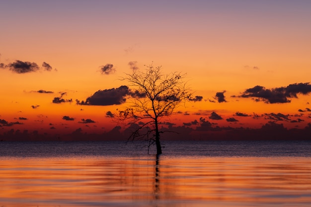 Silhouette of lonely mangrove tree in lake with twilight light\
in morning at pakpra, phatthalung, thailand