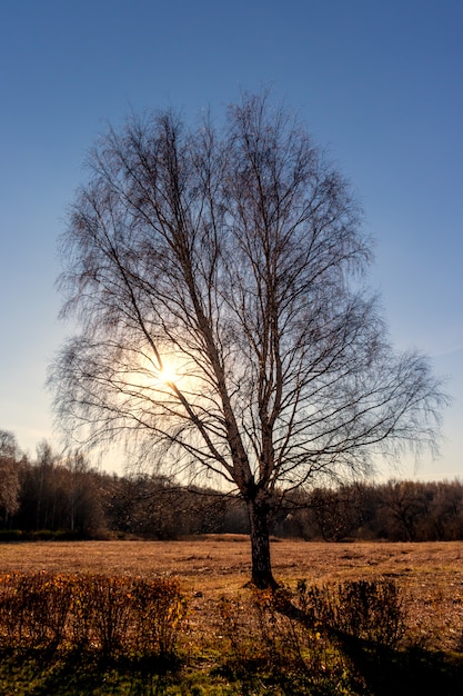 Siluetta di un albero di autunno isolato solitario nei raggi del tramonto