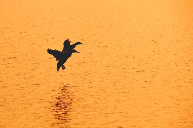 Silhouette man flying over beach against sky during sunset