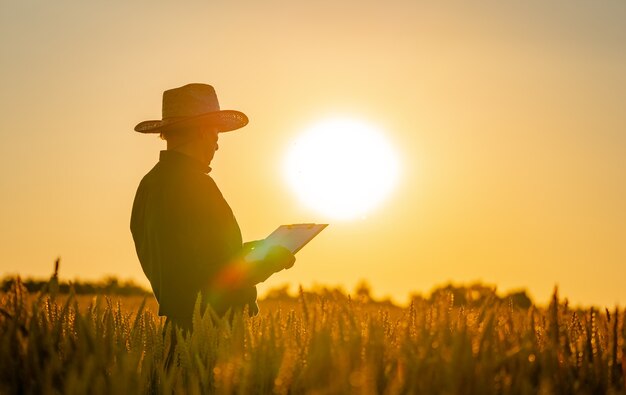 Silhouette of man looking at beautiful landscape in a field at sunset.