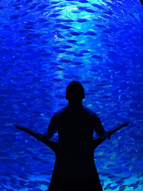 Silhouette of man looking at large fish tank