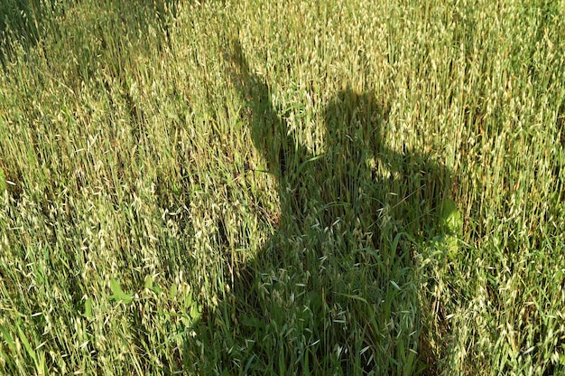 Sagoma di un uomo l'ombra sull'erba un campo di grano