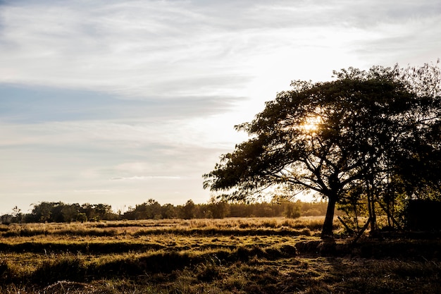 silhouette of a man and a tree in a sunset