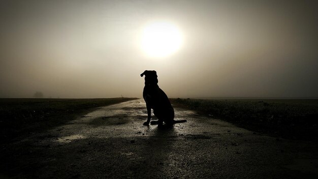 Foto uomo a silhouette che cammina con il cane sulla spiaggia al tramonto