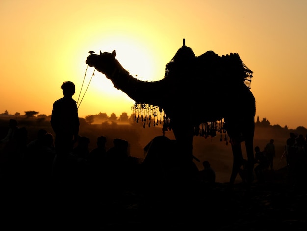 Фото Силуэт человека с верблюдом на фоне неба во время захода солнца