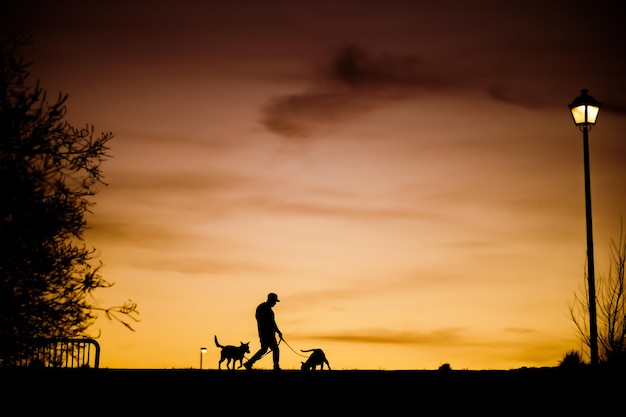 silhouette man with dogs against sky during sunset