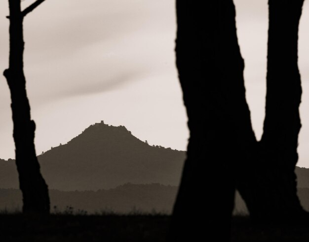 Silhouette of Mediterranean pines with the Tagamanent mountain in the background