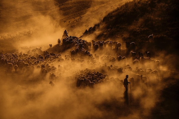 silhouette men and sheep on field during foggy weather