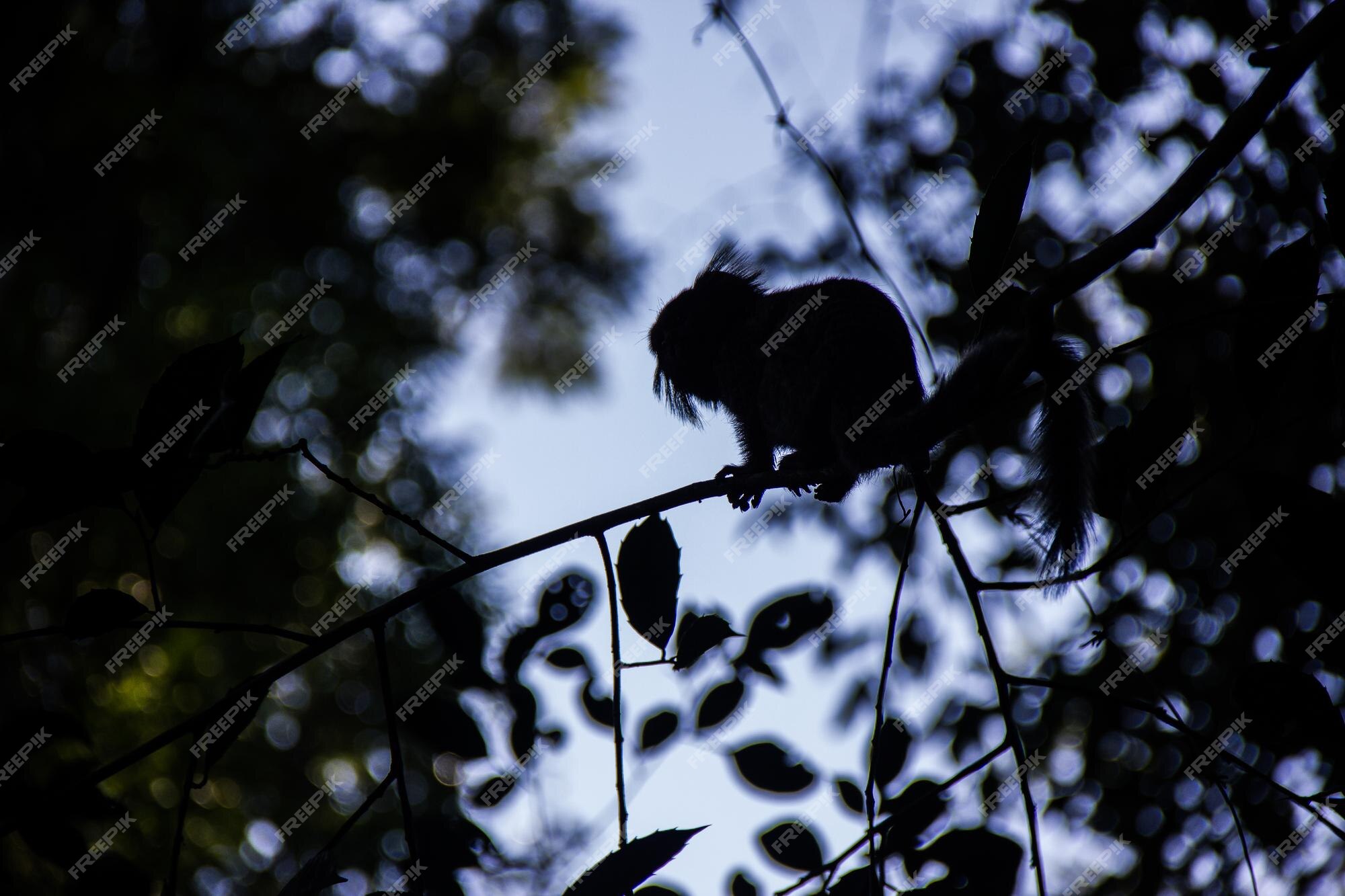 Wild monkey on top of a tree, holding on branches. Primate Macaco