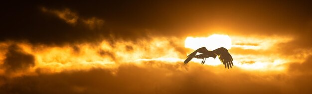 写真 夕日の背景に鳥のシルエット