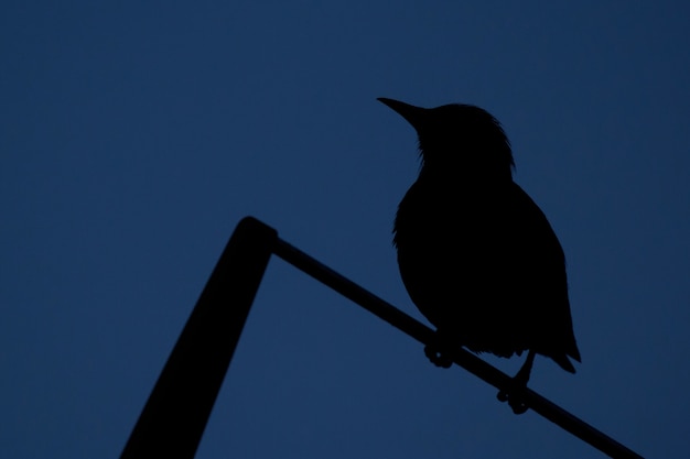 写真 空の上の鳥のシルエット