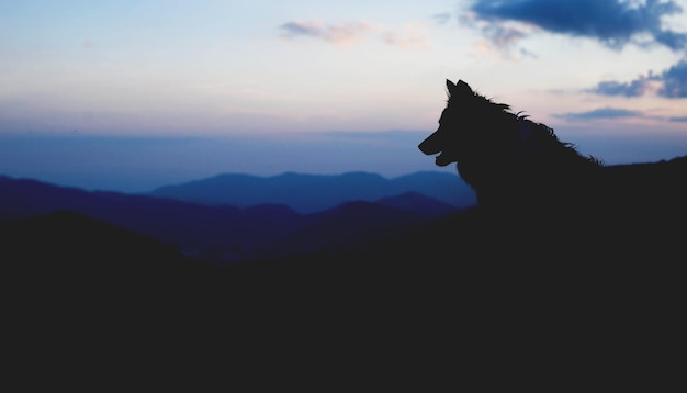 写真 夕暮れの犬のシルエット