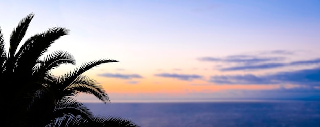 Фото Силуэт пальмы на фоне красивого яркого красочного заката