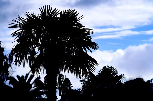 Фото Силуэт тропической пальмы на фоне голубого неба с облаками кокосовая пальма на фоне белых облаков