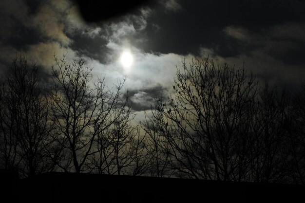写真 雲の空を背景に裸の木のシルエット