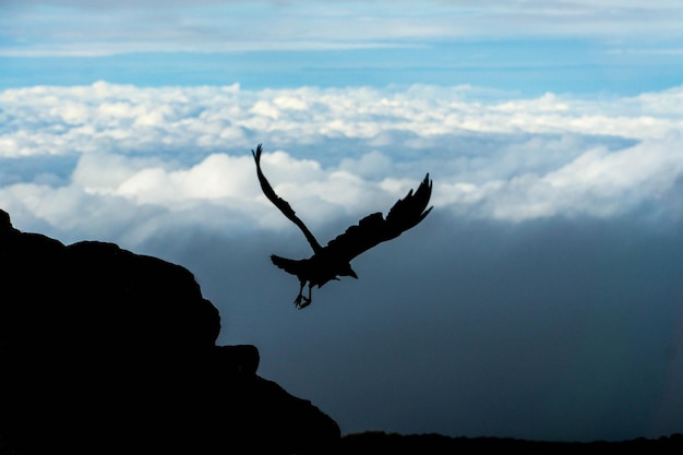 写真 空に向かって飛ぶ鳥のシルエット