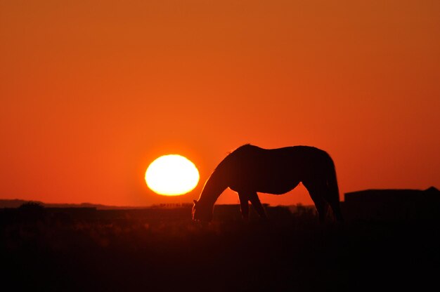 写真 夕暮れの馬のシルエット