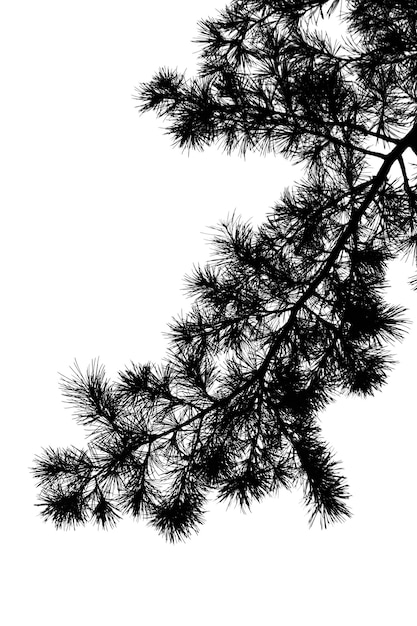 松の枝のシルエット