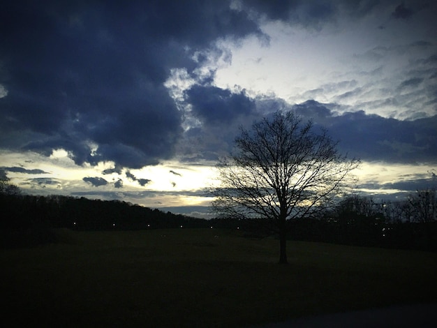 写真 雲の空を背景に畑の木のシルエット