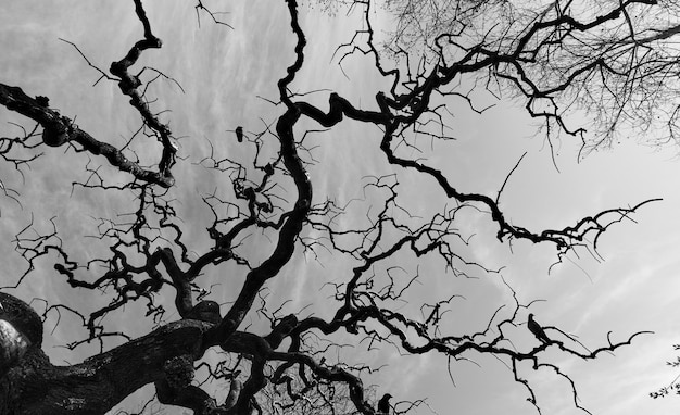 Silhouette of old bare tree with fantastical curved branches