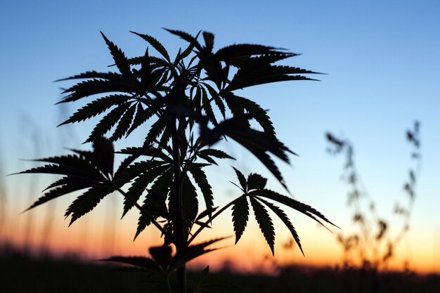 Silhouette outdoor cannabis cultivation