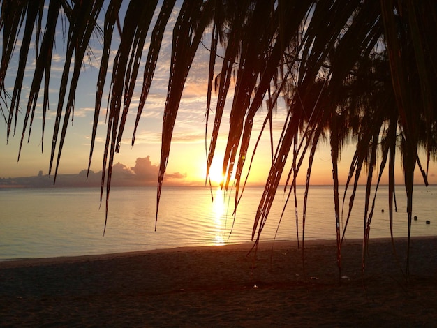 silhouette palm leaf at beach against sky during sunset