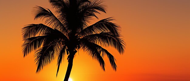 Silhouette Palm at Sunset