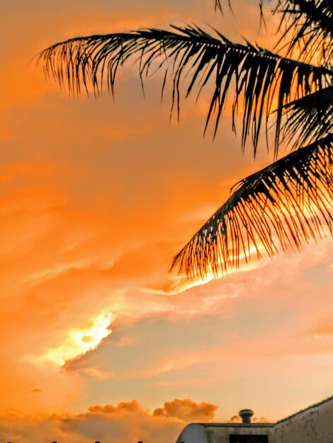 Silhouette palm tree against romantic sky at sunset