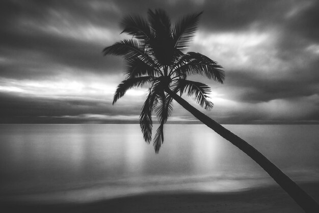 Photo silhouette palm tree on beach against cloudy sky