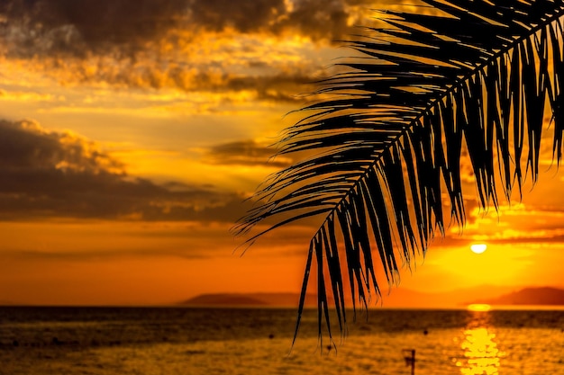 Silhouette palm tree on beach against orange sky