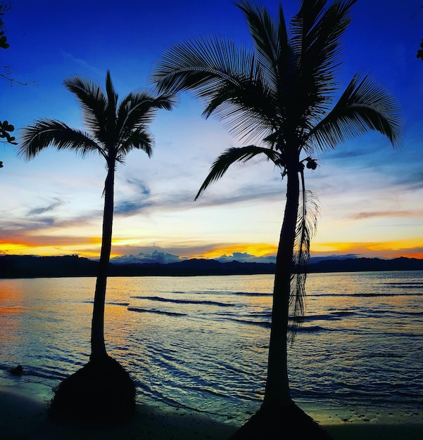 Silhouette palm tree by sea against sky during sunset