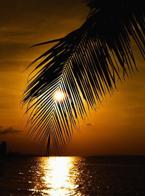 Foto silhouette di palma sul mare contro il cielo durante il tramonto