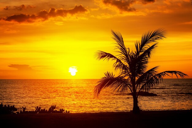 Silhouette palm tree by sea against sunset sky