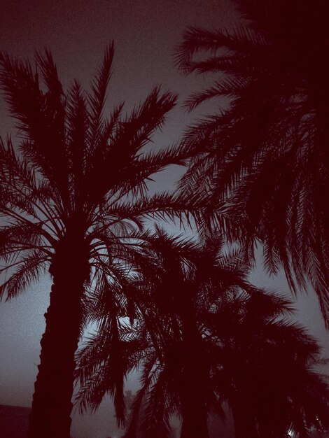 Silhouette of palm tree at night