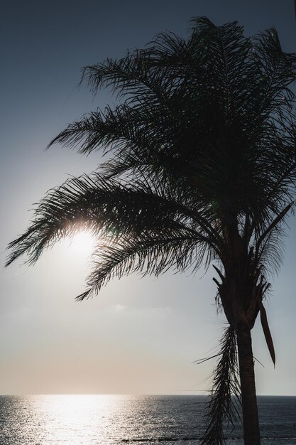 Silhouette of a palm tree during sunset blue sky vertical