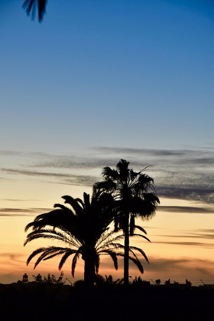 Silhouette palm trees against clear sky during sunset