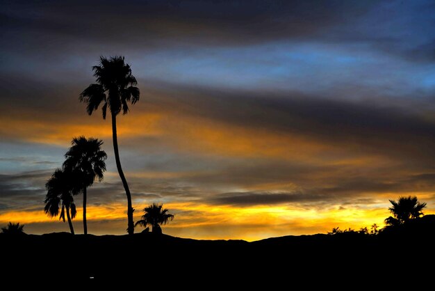 Silhouette palm trees against dramatic sky