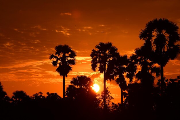 Silhouette palm trees against orange sky