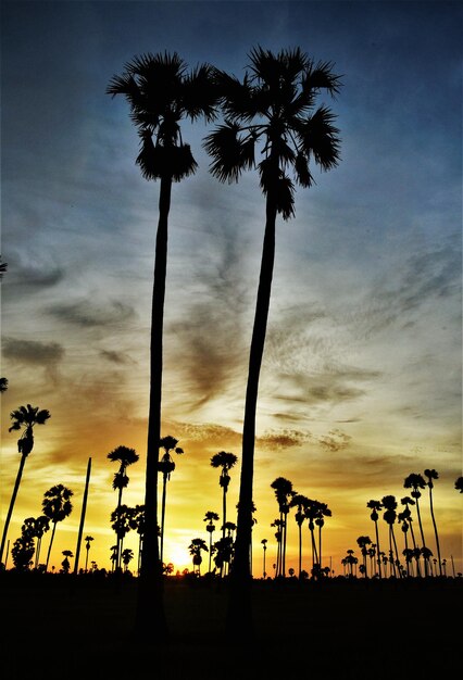 Silhouette palm trees against sky during sunset