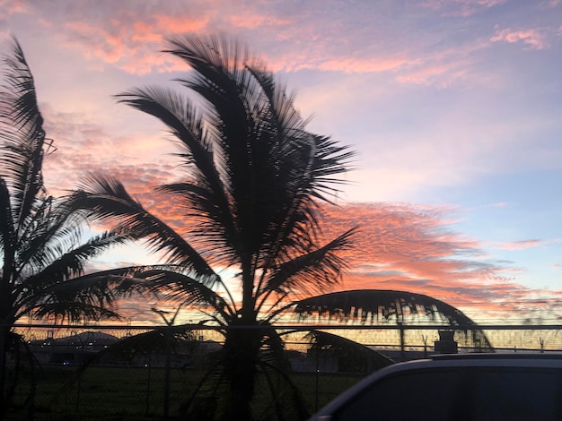 Silhouette palm trees against sky during sunset