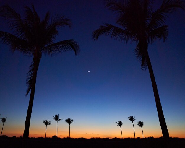 Photo silhouette palm trees against sky during sunset