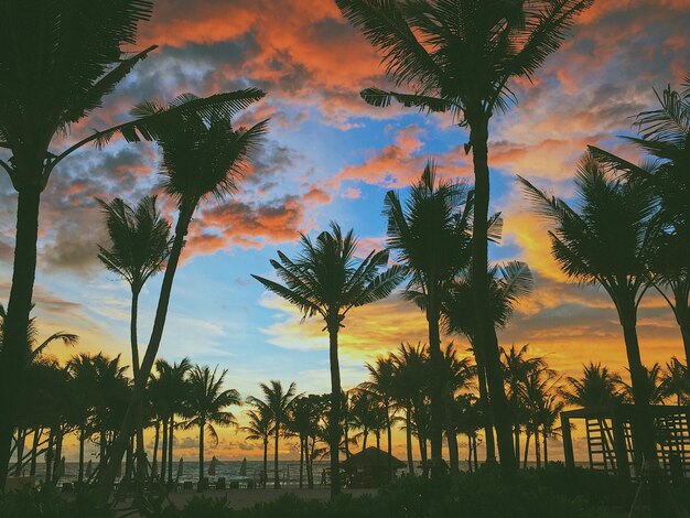 Photo silhouette palm trees against sky during sunset