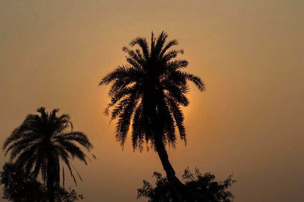 Silhouette palm trees against sky during sunset