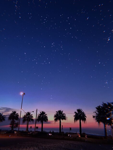 Silhouette palm trees against sky at night